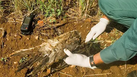 Fondenex denuncia que casi mil animales silvestres mueren todos los años como consecuencia de intoxicaciones por diversos venenos Fondenex denuncia que casi mil animales silvestres mueren todos los años como consecuencia de intoxicaciones por diversos venenos