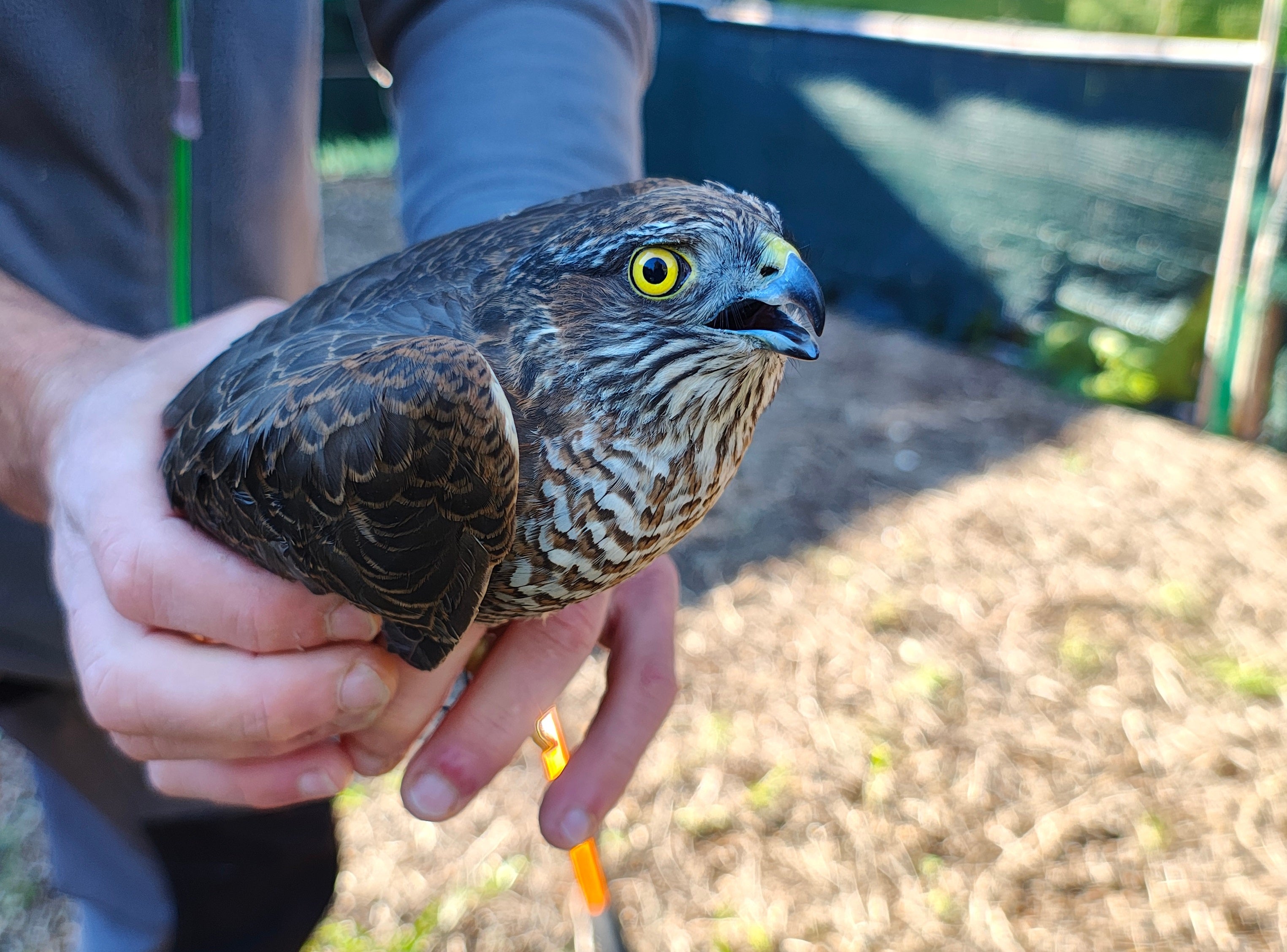 La Guardia Civil rescata y salva a un gavilán herido en Benavites La Guardia Civil rescata y salva a un gavilán herido en Benavites