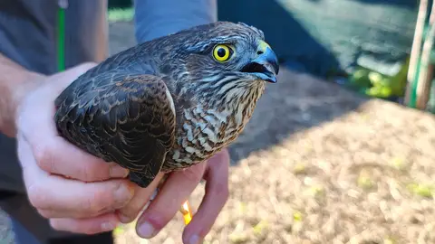 Imagen del gavilán común rescatado y salvado por la Guardia Civil en Benavites Imagen del gavilán común rescatado y salvado por la Guardia Civil en Benavites