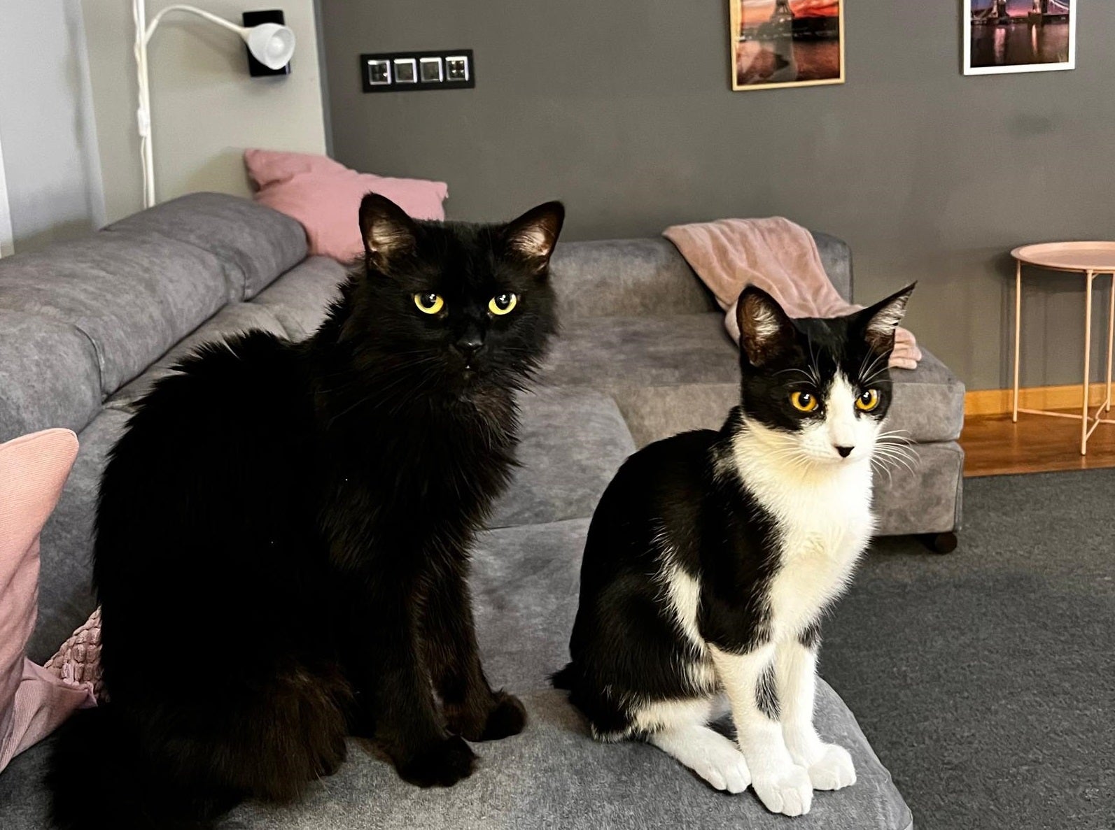 Canet d'en Berenguer lanza una nueva campaña sobre el bienestar animal Canet d'en Berenguer lanza una nueva campaña sobre el bienestar animal