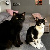 Dos gatos de Canet d'en Berenguer
