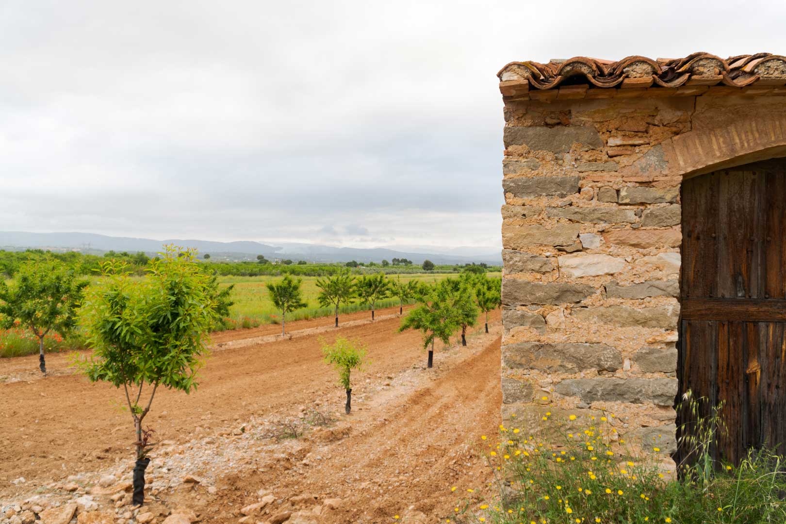 EL GAL Maestrat Plana Alta viraliza testimonios de éxito del emprendimiento rural EL GAL Maestrat Plana Alta viraliza testimonios de éxito del emprendimiento rural
