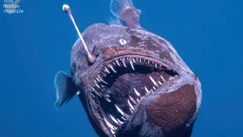 Imagen del avistamiento del diablo negro, o rape abisal, a plena luz del día cerca de la costa de Tenerife. Imagen del avistamiento del diablo negro, o rape abisal, a plena luz del día cerca de la costa de Tenerife.