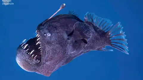 El diablo negro o rape abisal adulto avistado cerca de Tenerife. El diablo negro o rape abisal adulto avistado cerca de Tenerife.