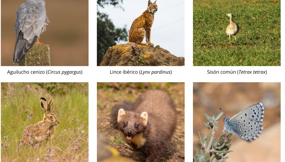 Mosaico de especies del Campo de Montiel