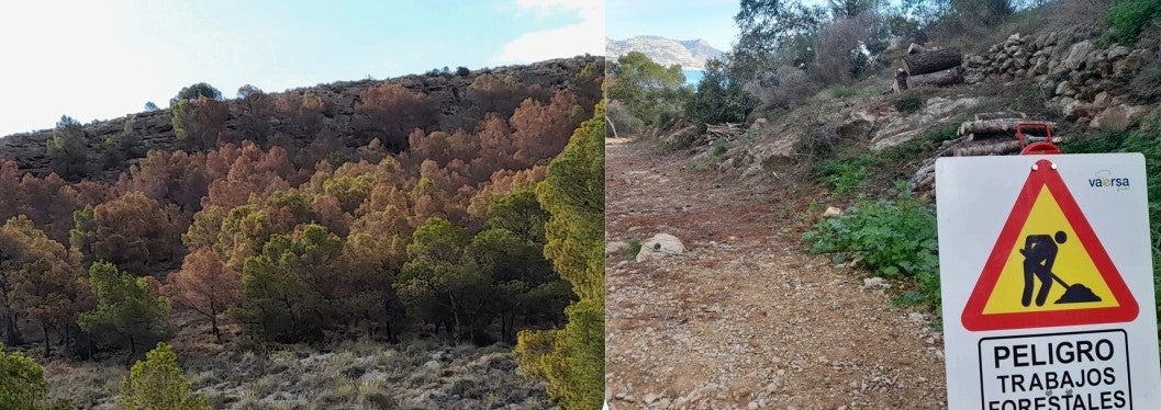 Un informe del parque Serra Gelada constata la la muerte de unos 15.000 ejemplares por la sequía de los últimos dos años Un informe del parque Serra Gelada constata la la muerte de unos 15.000 ejemplares por la sequía de los últimos dos años