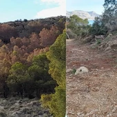 Un informe del parque Serra Gelada constata la la muerte de unos 15.000 ejemplares por la sequía de los últimos dos años Un informe del parque Serra Gelada constata la la muerte de unos 15.000 ejemplares por la sequía de los últimos dos años