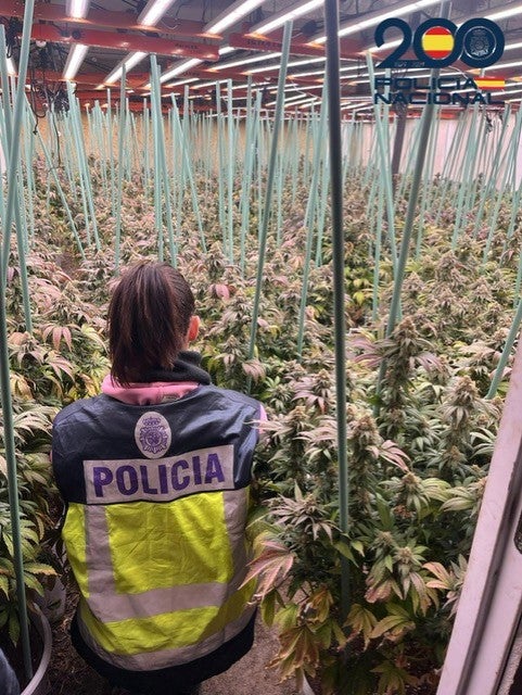 Detienen al cabecilla de la macroplantación de marihuana desmantelada en Huesca Detienen al cabecilla de la macroplantación de marihuana desmantelada en Huesca