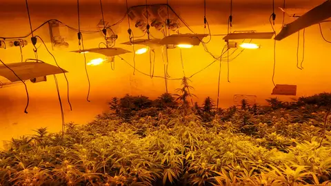 Plantación Ilegal de Marihuana Plantación Ilegal de Marihuana