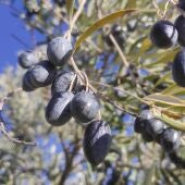 Aceituna madura