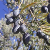 Aceituna madura Aceituna madura