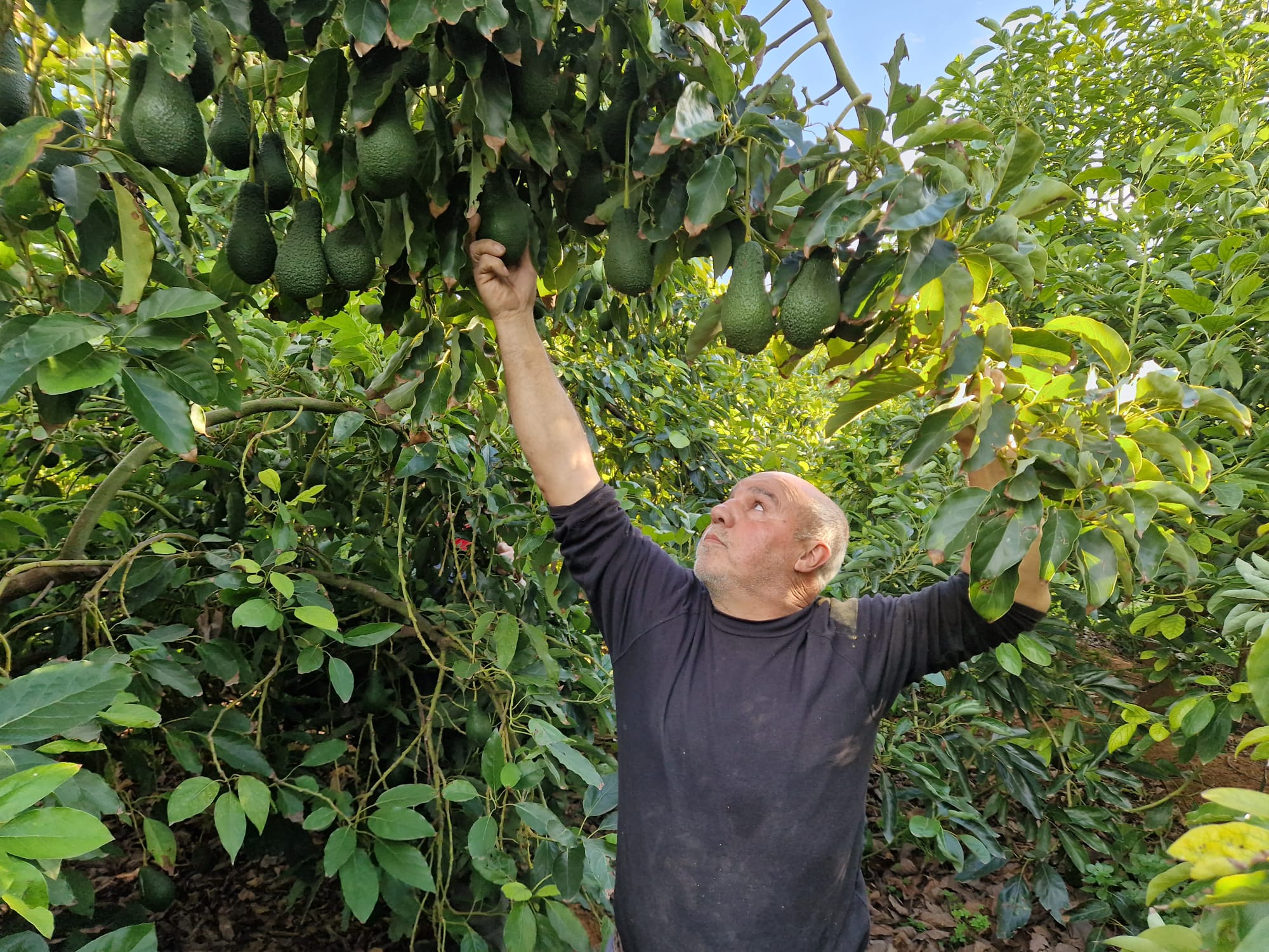 Detenidos dos hombres por robos de aguacates en varios campos de Vila-real Detenidos dos hombres por robos de aguacates en varios campos de Vila-real