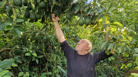 Detenidos dos hombres por robos de aguacates en varios campos de Vila-real Detenidos dos hombres por robos de aguacates en varios campos de Vila-real