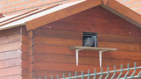 Villalbilla instala un palomar ecológico para minimizar las molestias ocasionadas por las palomas en la localidad Palomar en Villalbilla