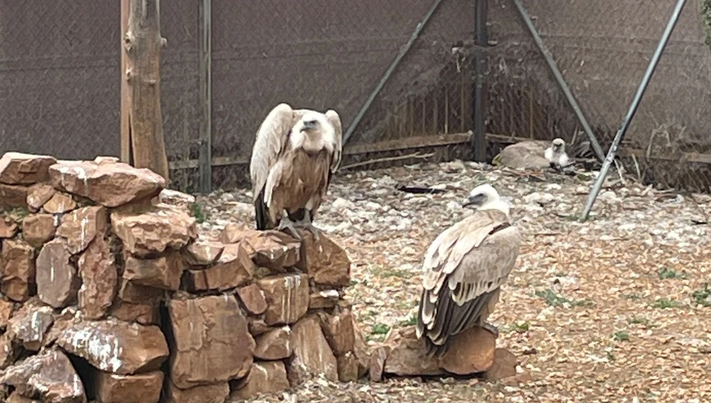 Especies atendidas en El Chaparrillo Especies atendidas en El Chaparrillo