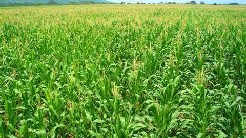 La Unión cifra en 5,2 millones las pérdidas del virus del enanismo del maíz en comarcas de Cáceres La Unión cifra en 5,2 millones las pérdidas del virus del enanismo del maíz en comarcas de Cáceres