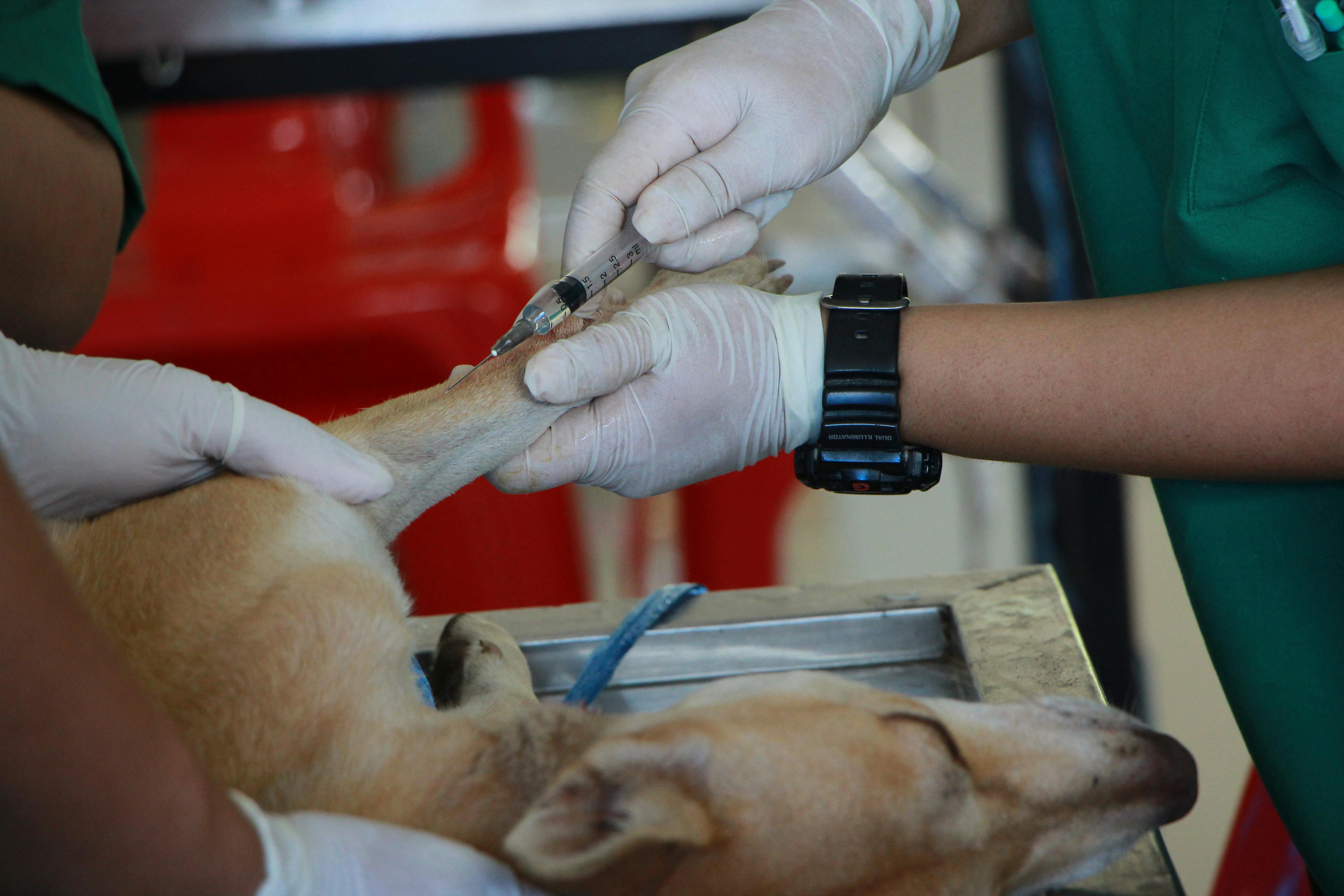 Qué pasa con las protestas de los veterinarios: esto dice la Ley sobre dar medicamentos a las mascotas Qué pasa con las protestas de los veterinarios: esto dice la Ley sobre dar medicamentos a las mascotas