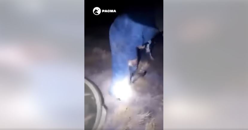 Destituyen al alcalde de una pedanía de Granada por difundir un vídeo en el que matan a un zorro a golpes y entre risas Destituyen al alcalde de una pedanía de Granada por difundir un vídeo en el que matan a un zorro a golpes y entre risas