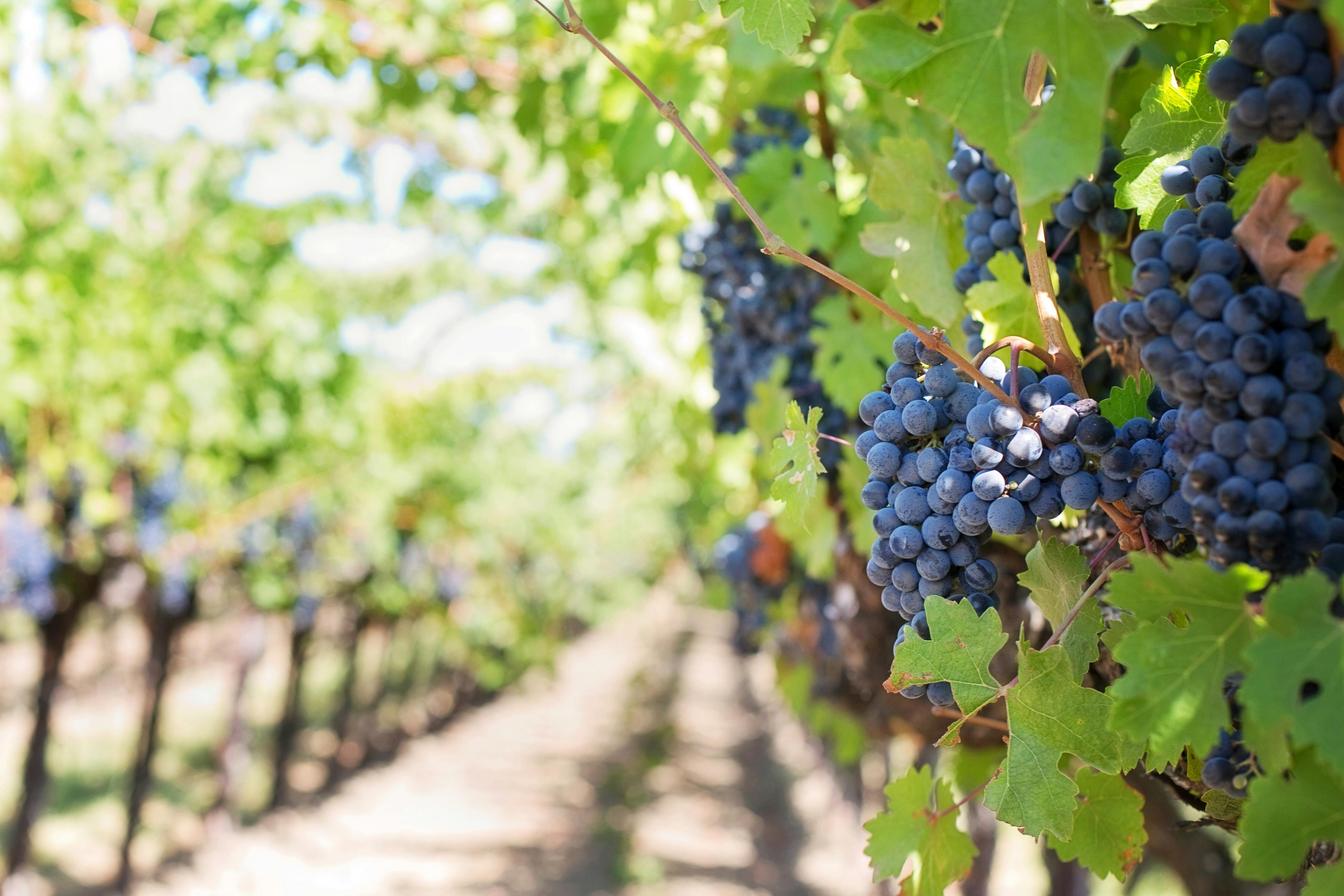 El sector del vino tiembla por las nuevas amenazas de Trump El sector del vino tiembla por las nuevas amenazas de Trump