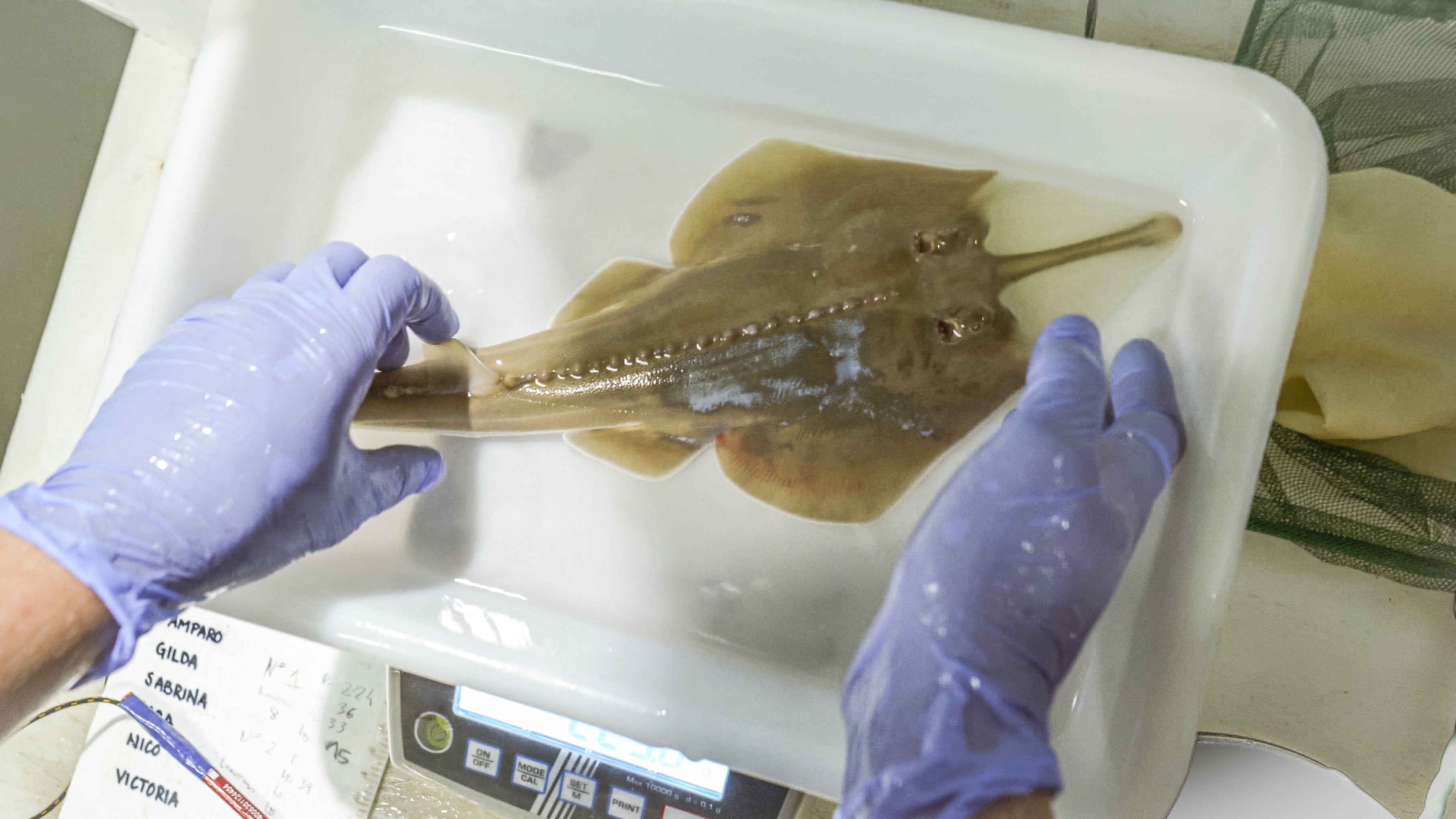 Nace el primer pez guitarra en el Oceanogràfic, una especie en peligro crítico de extinción Nace el primer pez guitarra en el Oceanogràfic, una especie en peligro crítico de extinción