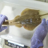 Oceanogràfic
