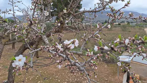 Un almendro en plena floración con el suelo mojado Un almendro en plena floración con el suelo mojado