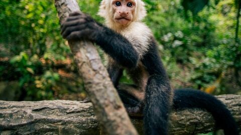 Fauna y flora en Honduras