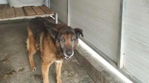 Benito, en el albergue de la Protectora onda cero