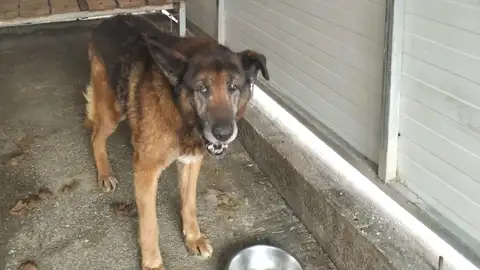 "Benito" recogido hace unos días por la Protectora onda cero