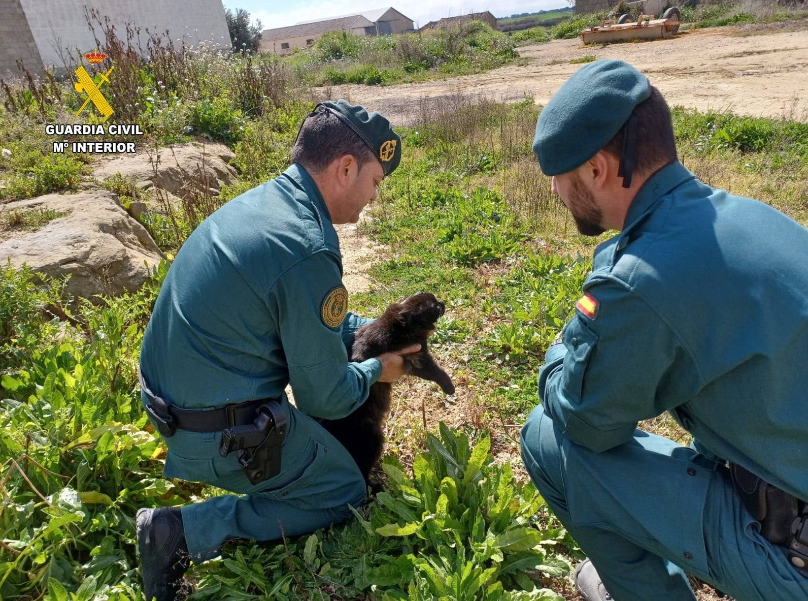 Investigado un menor por maltrato animal en un colegio de Huesca Investigado un menor por maltrato animal en un colegio de Huesca