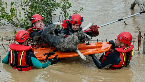 Agentes del grupo especial de actividades subacuáticas de la Guardia Civil rescatan a un perro de la estación de Cártama Agentes del grupo especial de actividades subacuáticas de la Guardia Civil rescatan a un perro de la estación de Cártama/ EFE/Jorge Zapata
