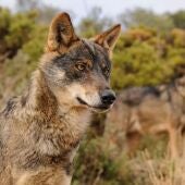 Ejemplar de lobo ibérico