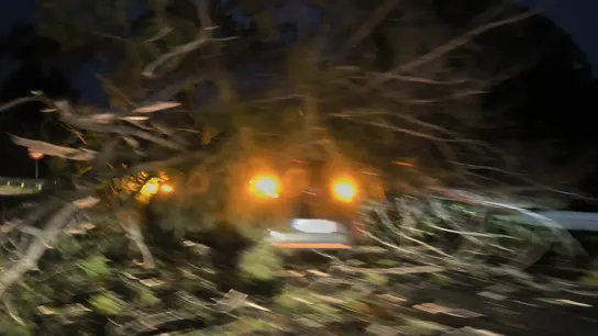 Un vehículo atrapado bajo un árbol en Cangas Un vehículo atrapado bajo un árbol en Cangas