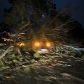 Un vehículo atrapado bajo un árbol en Cangas