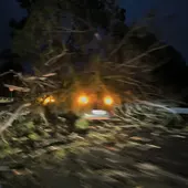 Un vehículo atrapado bajo un árbol en Cangas Un vehículo atrapado bajo un árbol en Cangas