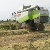 Segadora de Arroz en la Albufera de Valencia