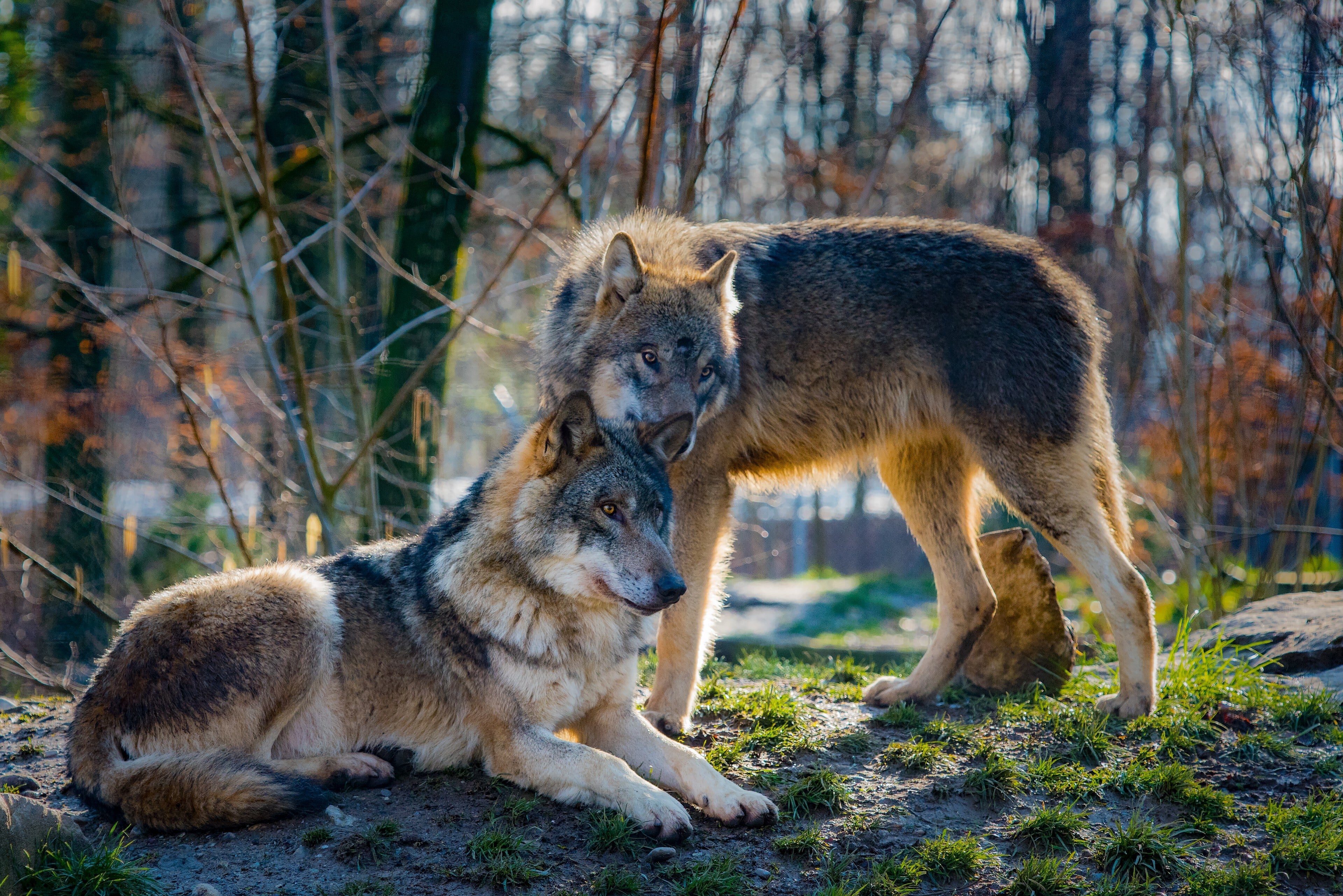Este perro vale 5,3 millones de euros y es el más caro del mundo: un cruce entre un lobo gris y un perro pastor Este perro vale 5,3 millones de euros y es el más caro del mundo: un cruce entre un lobo gris y un perro pastor