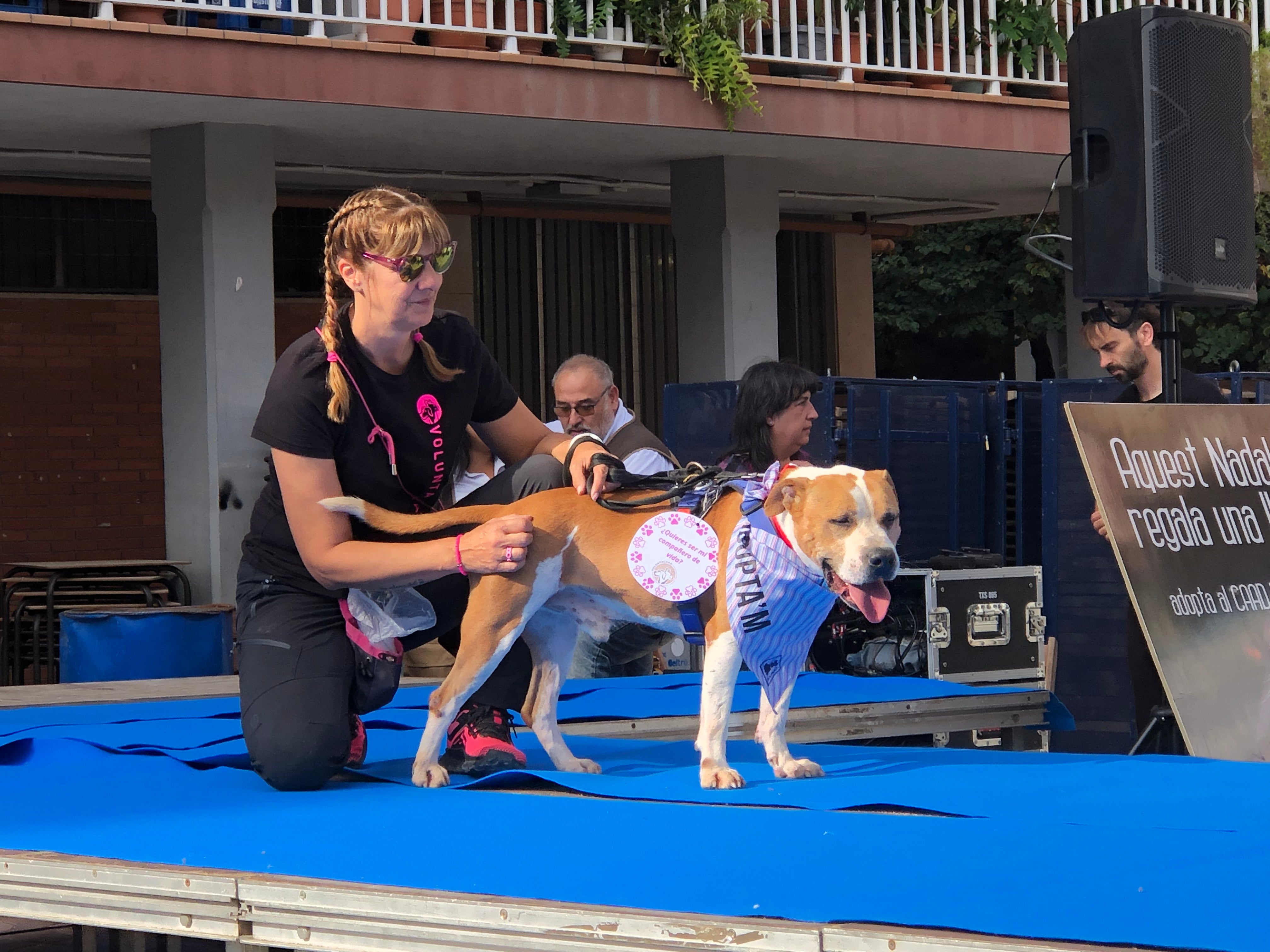 El CAAD Penedès organitza una passarel·la d’adopció de gossos a Sitges per fomentar l’adopció responsable El CAAD Penedès organitza una passarel·la d’adopció de gossos a Sitges per fomentar l’adopció responsable