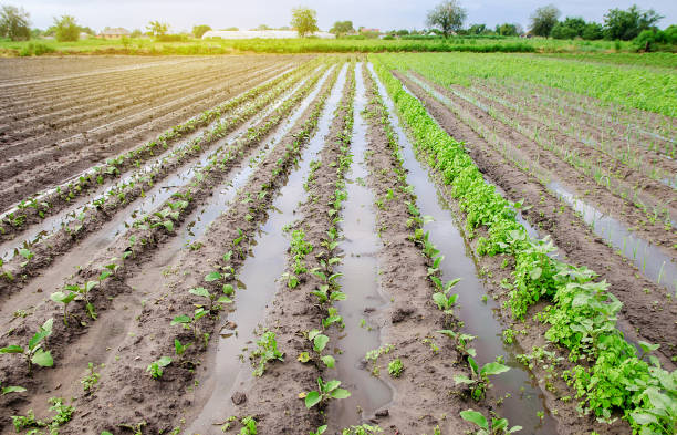 La lluvia de marzo deja sensación de 'alivio hídrico' en los agricultores de la Vega Baja La lluvia de marzo deja sensación de 'alivio hídrico' en los agricultores de la Vega Baja