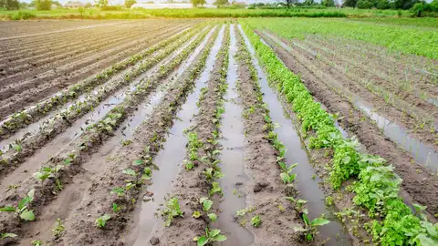 La lluvia de marzo deja sensación de 'alivio hídrico' en la agricultura de la Vega Baja La lluvia de marzo deja sensación de 'alivio hídrico' en la agricultura de la Vega Baja