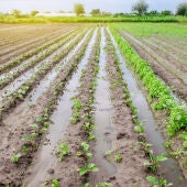 La lluvia de marzo deja sensación de 'alivio hídrico' en la agricultura de la Vega Baja 