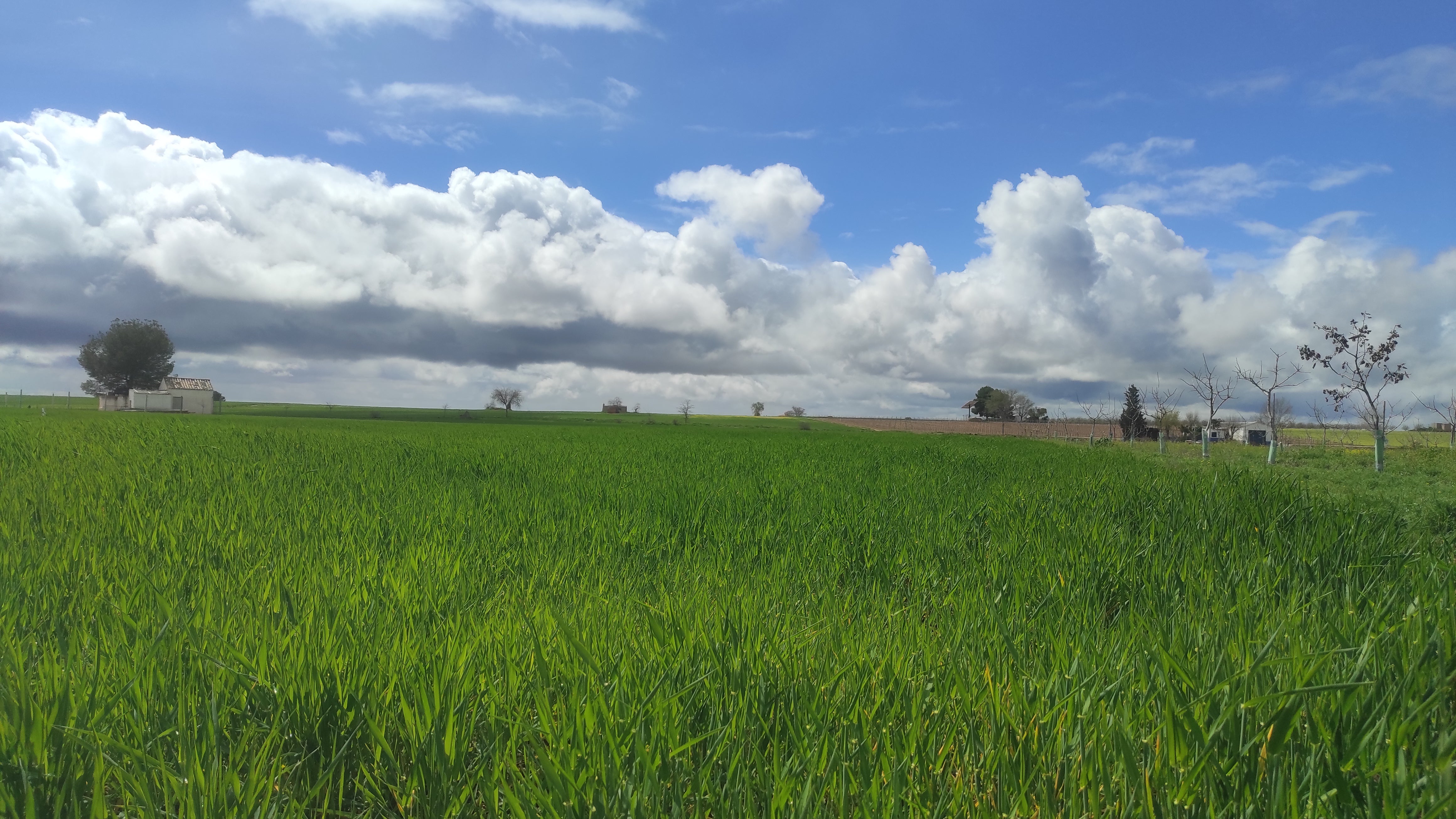 La lluvia da un respiro a agricultores y ganaderos de Valdepeñas y Campo de Montiel La lluvia da un respiro a agricultores y ganaderos de Valdepeñas y Campo de Montiel