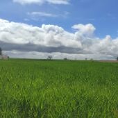 Cultivo de cereal tras la lluvia (Manzanares)