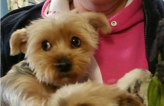 Detenida en Alicante por arrojar a sus dos perros desde la ventana de un octavo piso Detenida en Alicante por arrojar a sus dos perros desde la ventana de un octavo piso