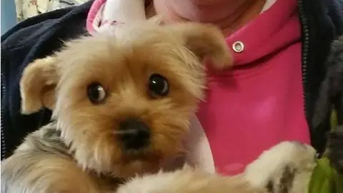 Un yorkshire terrier como los que han fallecido Un yorkshire terrier como los que han fallecido