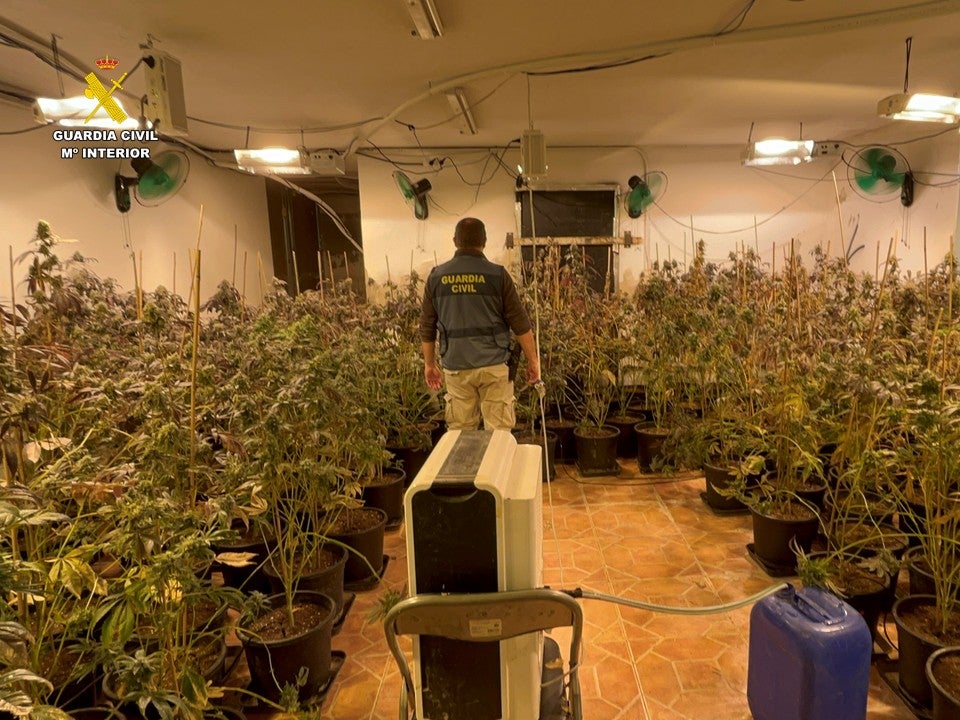 Desmantelada una plantación de marihuana en San Vicente del Raspeig con medio centenar de plantas Desmantelada una plantación de marihuana en San Vicente del Raspeig con medio centenar de plantas