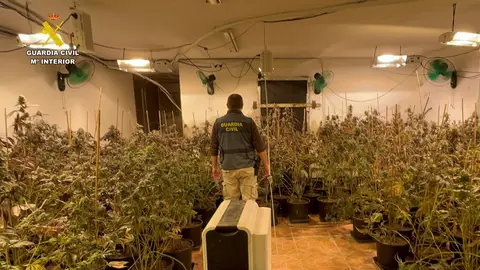 La plantación estaba en el interior del chalé La plantación estaba en el interior del chalé
