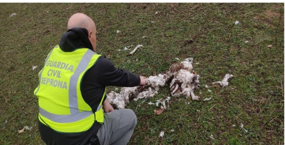 Investigado un ourensán por malos tratos a animais Investigado un ourensán por malos tratos a animais