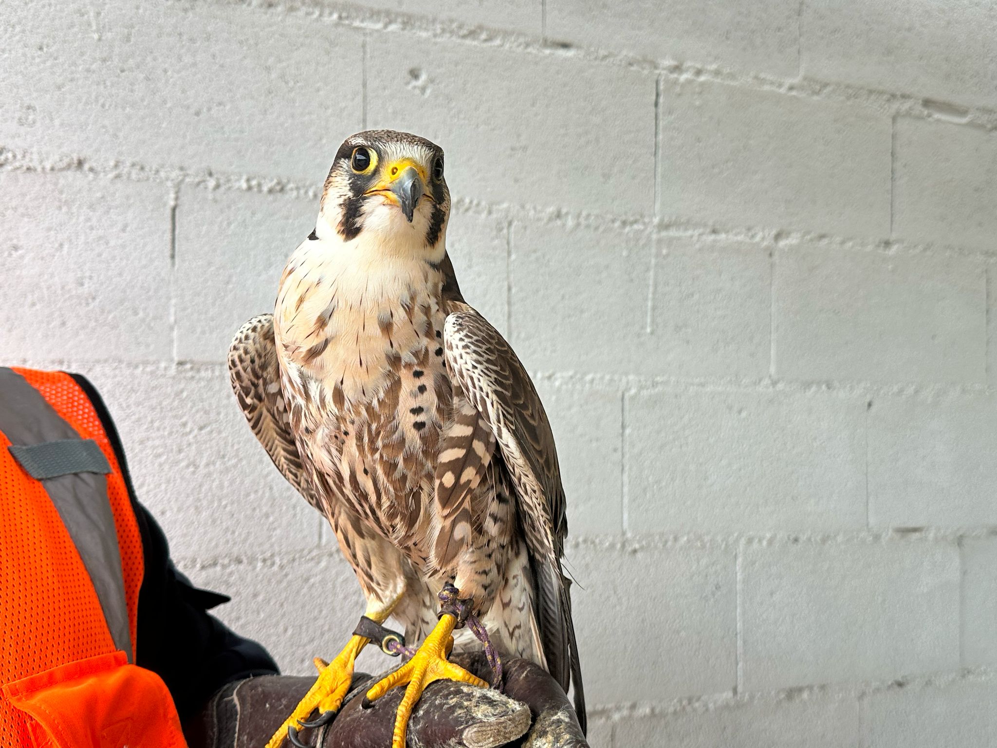 Más de uno Ceuta 26/3/25 Más de uno Ceuta 26/3/25