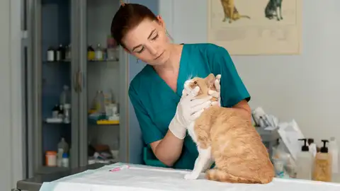 Los veterinarios protestan contra la ley de medicamentos del Gobierno de España Los veterinarios protestan contra la ley de medicamentos del Gobierno de España